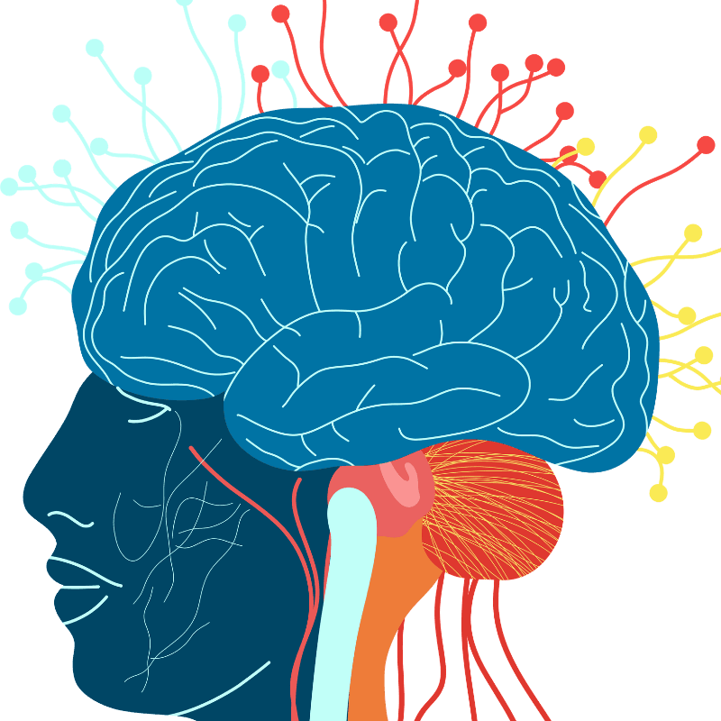 Nervous system and brain neural pathways illustration